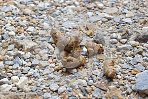 Dog dung on the street and it is not pleasant.