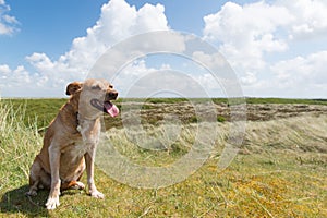 Dog on Dutch island Terschelling