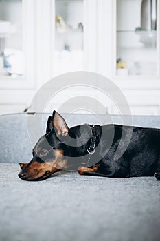 Dog dwarf pincher lies on the sofa and looks sad eyes