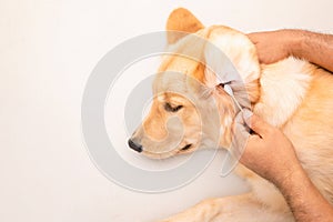 Dog ear cleaning. Man using white cotton bud to cleaning dog ear