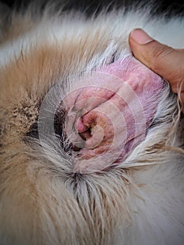dog ear problem,the Otitis Externa and Otitis Media in dog ear,the inflammation of a dog external ear photo