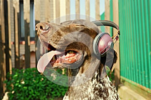 Dog with earphones listening to music. Funny pets background. Happy moments. Summer time activity. Outdoor pleasure. Relaxing.