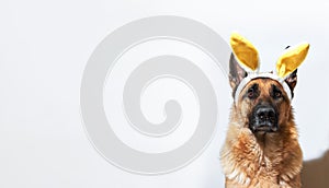 Dog in Easter bunny costume and plenty of space for text and ads. Portrait of German shepherd in black and red color on white