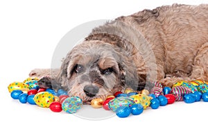 Dog with Easter eggs