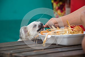 Dog eat a prawn fried shrimp salt feed pet owner