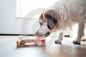 Dog eating big chunk of raw meat on kitchen floor.