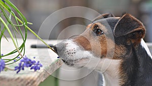 Dog eating Blue Muscari