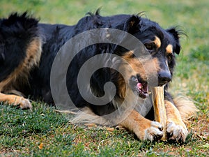 Dog eating bone