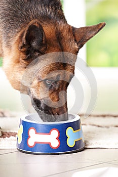 Dog eating from bowl