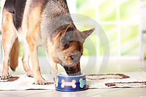 Il cane mangiare una ciotola 