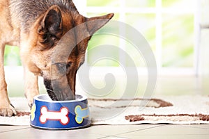 Dog eating from bowl