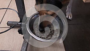 Dog eating canine food in metal bowl that located on toiled floor