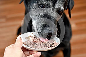 dog eating canned meat