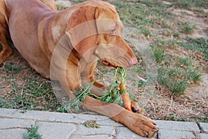 Dog eating carrot