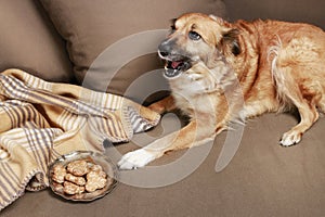 Dog eating a cookie on the sofa