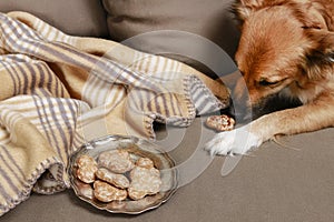 Dog eating a cookie on the sofa