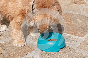 Dog eating in a dog bowl