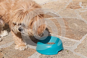 Dog eating in a dog bowl