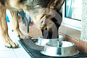 Dog eating, photo