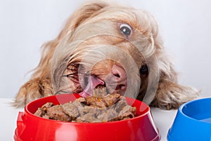 Dog eating food from bowl