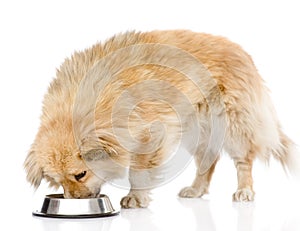 Dog eating food from dish. on white background