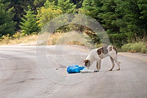 Dog eating food from garbage out in the streets.