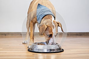 Dog eating food from its bowl indoors. Cute young staffordshire