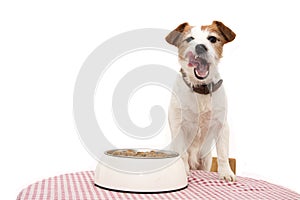 DOG EATING FOOD. JACK RUSSELL  LINKING WITH TONGUE OUT NEXT TO A BOWL AND OVER A TABLE