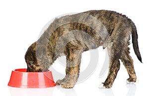 Dog eating food from red dish.