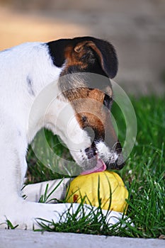 Dog eating fruit