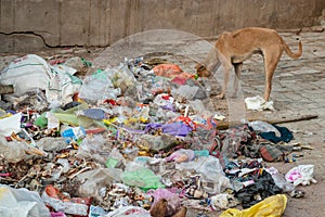 dog eating garbage waste items and plastic begs liter in open at day from different angle