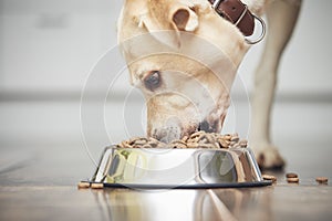 Dog eating granule from metal bowl photo