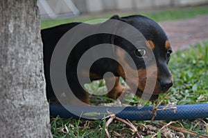 Dog eating grass green cute puppy