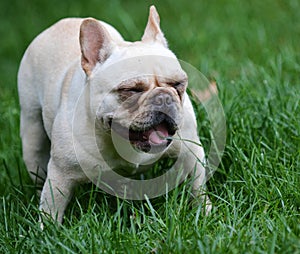 Dog eating grass img