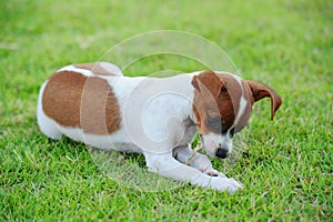 Dog Eating Grass img