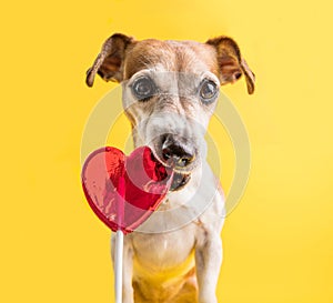 Dog eating heart shaped red lollipop candy. Funny pet. yellow background. guilty look