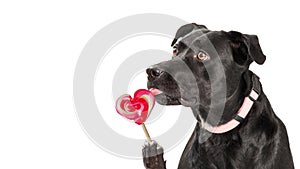 Dog Eating Heart Valentine`s Day Sucker