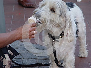 dog eating icecream