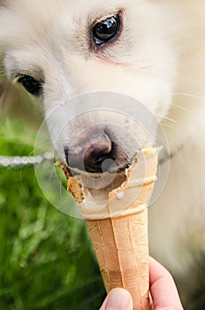 Dog eating icecream