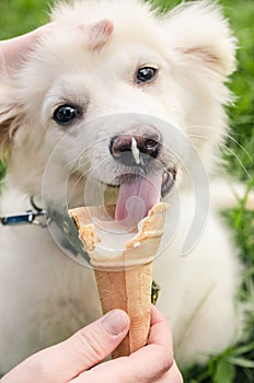 Dog eating icecream