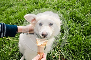 Dog eating icecream