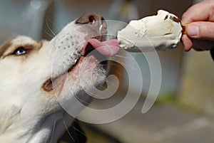 Dog Eating Icream Closeup.