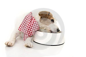 DOG EATING AND LICKING ITS BOWL. LYING DOWN JACK RUSSELL RELYSHING ITS FOOD. ISOLATED AGAINST WHITE BACKGROUND