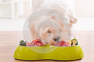 Dog eating natural food from a bowl