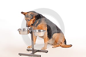 Dog eating from own bowls