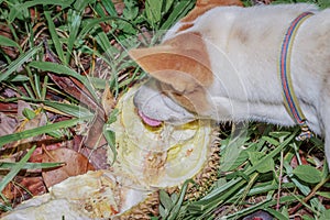 Dog eating ripen durian