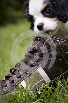 Dog eating shoe