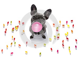 Dog eating sweet candies