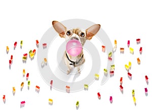 Dog eating sweet candies or chewing bubble gum