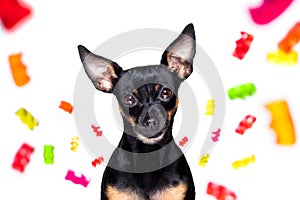 Dog eating sweet candies or chewing bubble gum